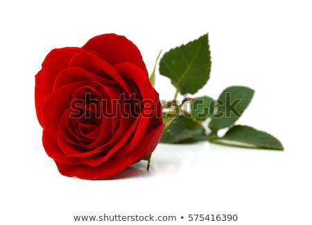 Stock foto: Red Roses On White Background