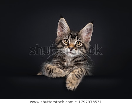 Stock photo: Handsome Black Tabby With White Maine Coon Kitten On Black