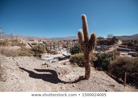 Foto stock: Stony Desert With Cacti 1