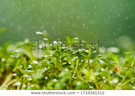 Zdjęcia stock: Fresh Variety Micro Greens Sprouts