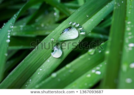 Zdjęcia stock: Footprints Made From Water