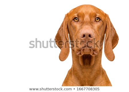 Foto stock: Portrait Of Hunting Dog