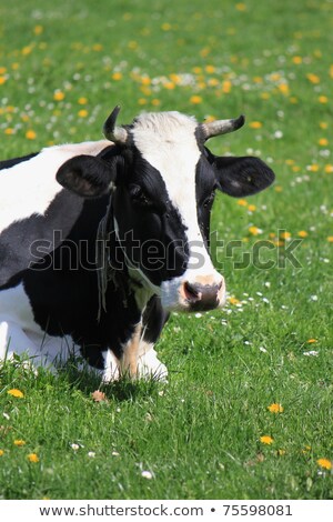 Cows Of Fribourg Canton Switzerland Resting Stock foto © Elenarts