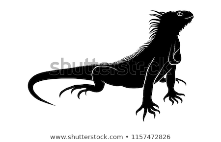 Foto stock: Vector Icon Iguana