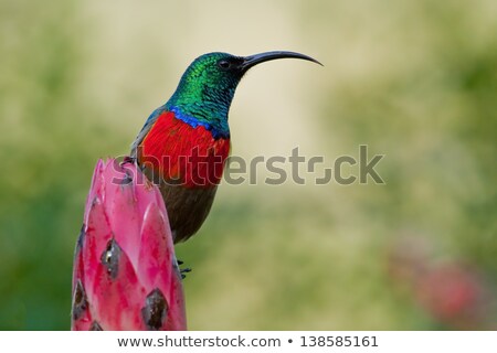 Сток-фото: Greater Double Collared Sunbird Cinnyris Afer