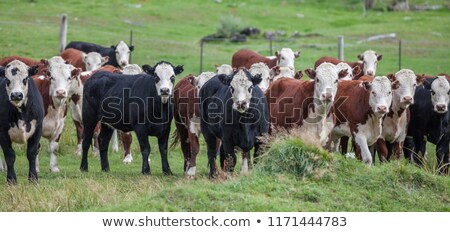 Stok fotoğraf: Grazing Cattle In A Grassland