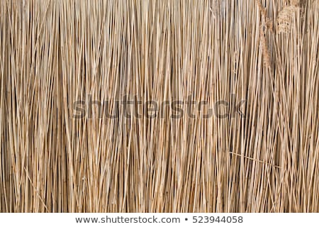 Stok fotoğraf: Dry Reed Straws Fence As Texture Or Background