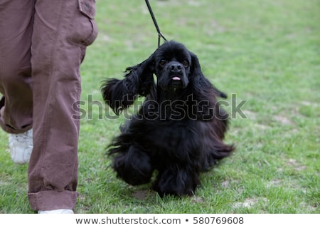 Stok fotoğraf: American Cocker Spaniel On Green Lawn