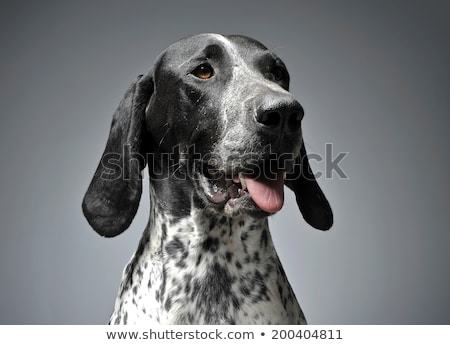 Stockfoto: German Pointer Portrait In A Graduated Gray Background