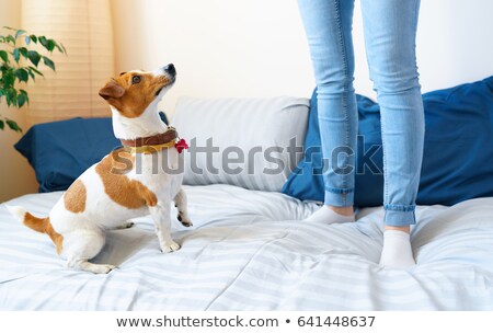 Foto d'archivio: Girl Jumping On Bed Together With Dog Jack Russell Terrier