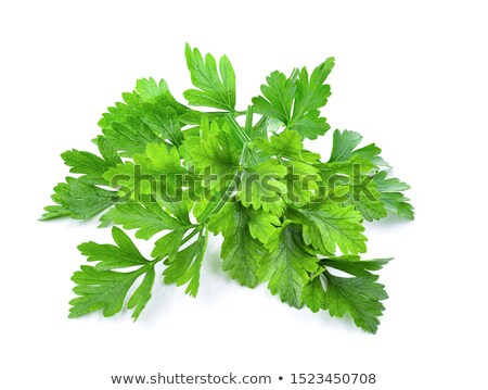 Stock fotó: Parsley Herb Isolated