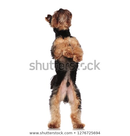Stock photo: Playful Yorkshire Terrier Standing On Two Legs Looks Up
