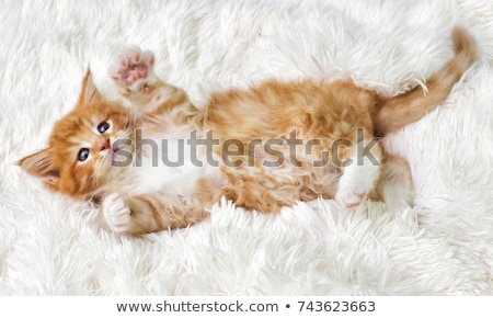 Stock photo: Red Maine Coon Kitten On White