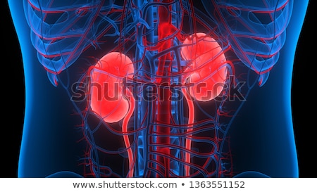 Сток-фото: Human Kidneys With Skeleton