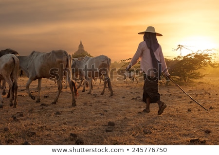 Stok fotoğraf: Burmese Herder Leads Cattle At Bagan Myanmar Burma