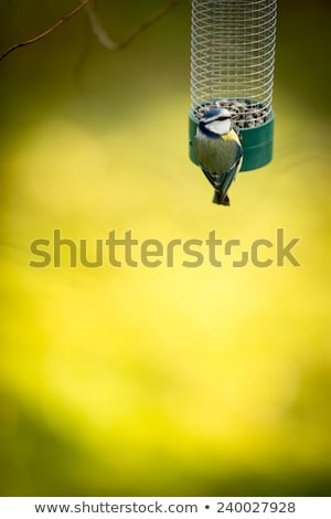 Stok fotoğraf: Tiny Blue Tit On A Feeder In A Garden Hungry During Winter