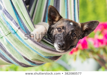 Zdjęcia stock: Dog Summer Hammock