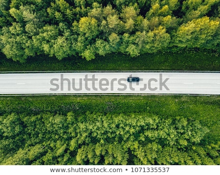 Zdjęcia stock: Road Through The Woods