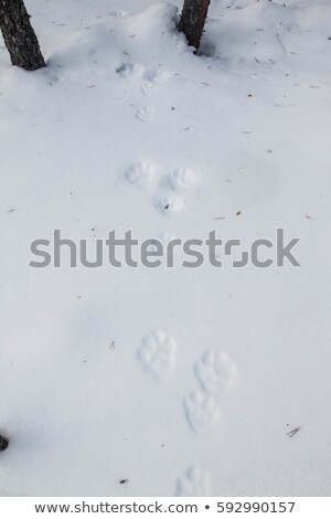 [[stock_photo]]: Hare Tracks In The Woods