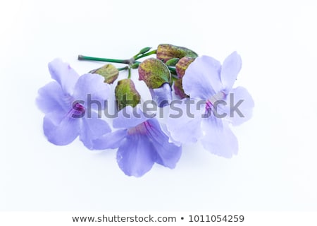 Foto stock: Laurel Clockvine Foliage Isolated On White