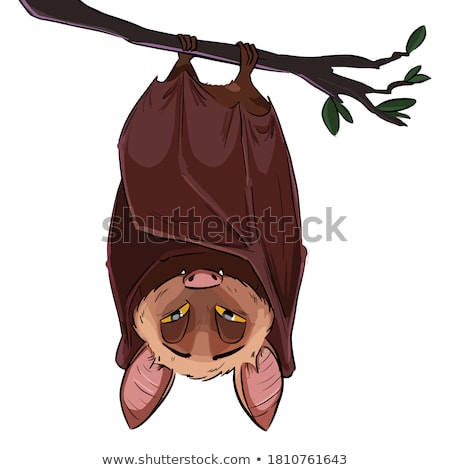 Stockfoto: Bat Sleep Isolated Night Animals Vampire Vector Illustration