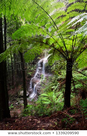 [[stock_photo]]: Views To Waterfall Through Large Tree Ferns