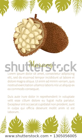 Foto stock: Marang Exotic Juicy Fruit Vector Terap Poster