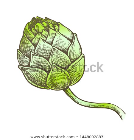Foto stock: Color Hop Agriculture Raw Material For Brewing Vector