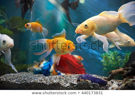 Сток-фото: Aquarium Colourfull Fishes In Dark Deep Blue Water