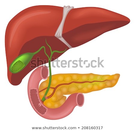 Zdjęcia stock: Human Liver System Cutaway