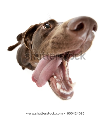 Stock foto: Wide Angle Shot Of An Adorable Mixed Breed Dog