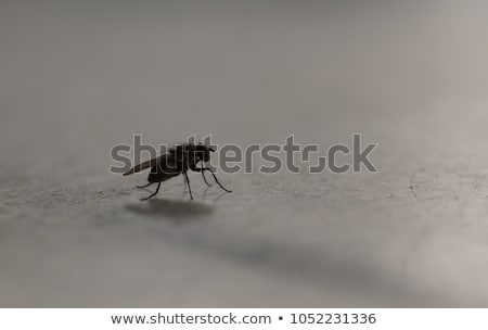 Stock photo: Iridescent House Fly In Close Up