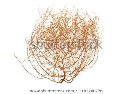 Stockfoto: Wild Weed