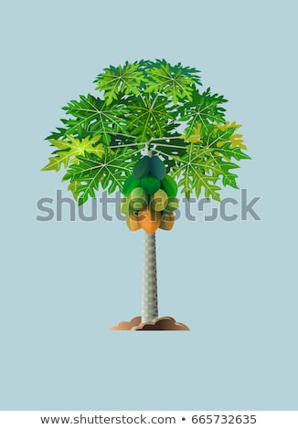 ストックフォト: Papaya Tree