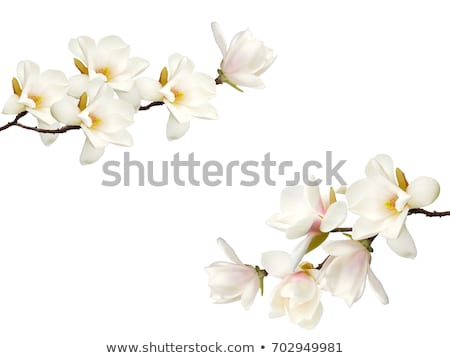 ストックフォト: Isolated Flower On White