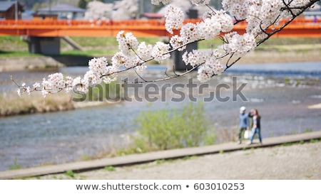 [[stock_photo]]: Cherry Blossom In Kakunodate