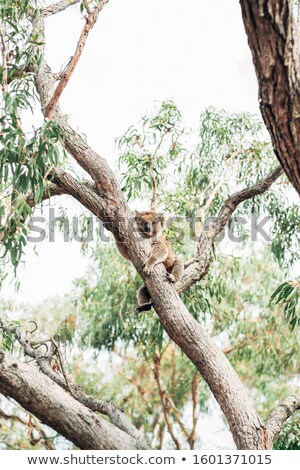 Foto stock: Wild Koala Up A Tree