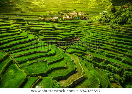 Foto stock: Rice Terraces