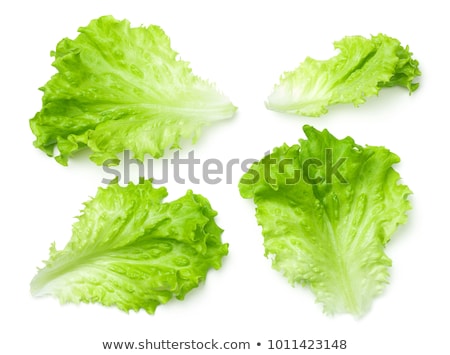 Сток-фото: Lettuce