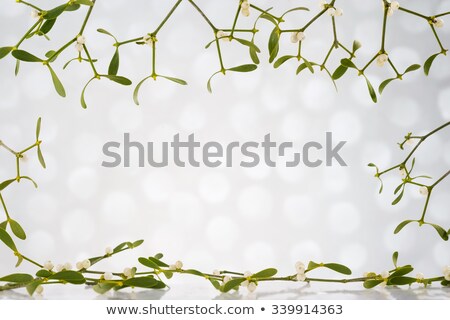 Foto d'archivio: Christmas Background With Holly Leaf Edges