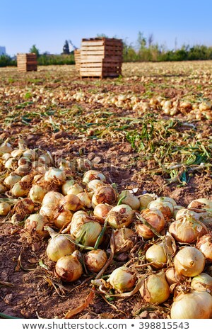 Agricoltura In Campi Di Cipolla Spagna Foto d'archivio © lunamarina