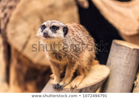 Stok fotoğraf: Meerkat Sitting Portrait 1