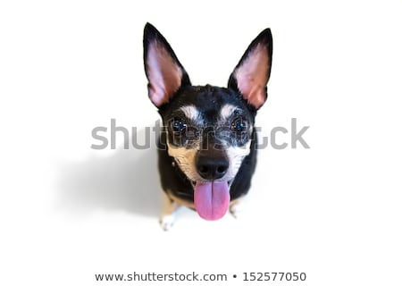 Stock photo: Miniature Doberman Toy Pinsher Puppy Dog