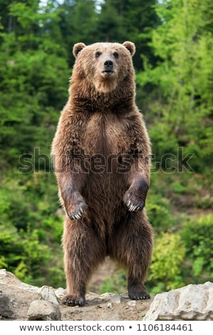 Stockfoto: Portrait Of A Brown Bear