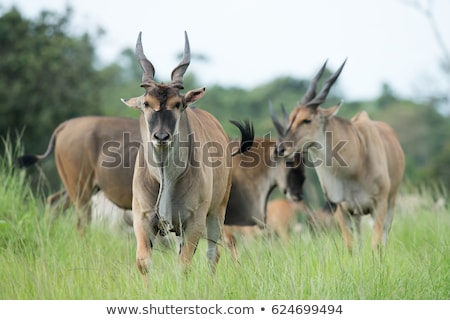 Сток-фото: Common Eland Taurotragus Oryx