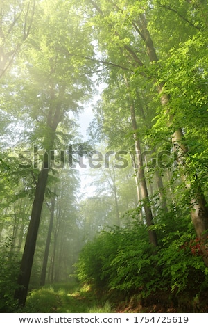 Foto stock: Path Through The Oak Tree Forest