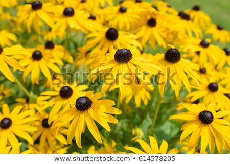 Stock photo: Black Eyed Susan