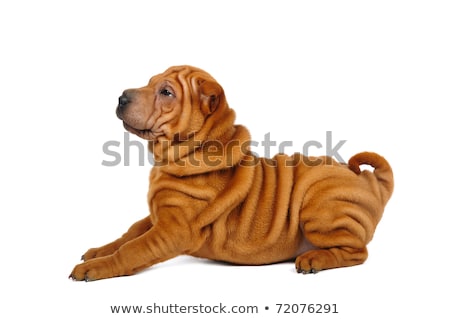 Zdjęcia stock: Shar Pei Looking Down In The White Studio