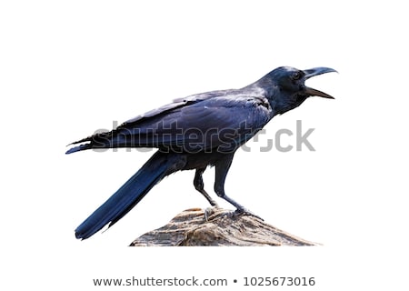 Stock photo: Black Crow Standing On White Background