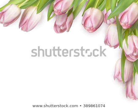 ストックフォト: Tulips Isolated On White Eps 10